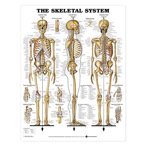 The Skeletal System Anatomical Chart