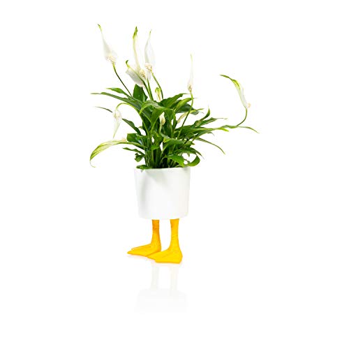 Piedi Di Anatra Fioriera Piccola Giallo