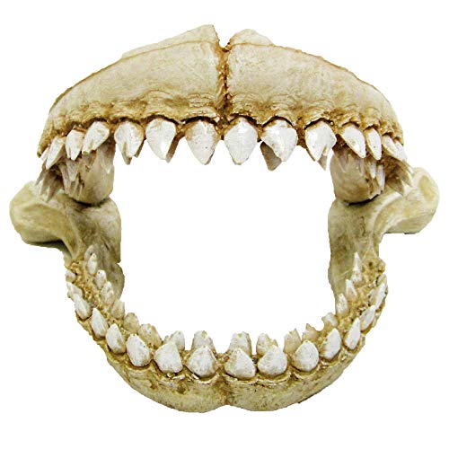 Amtra Denti Di Squalo - Decorazione Acquario Artificiale In Resina, Scenografico, Atossico, 21,3X14,2X13,2 Cm