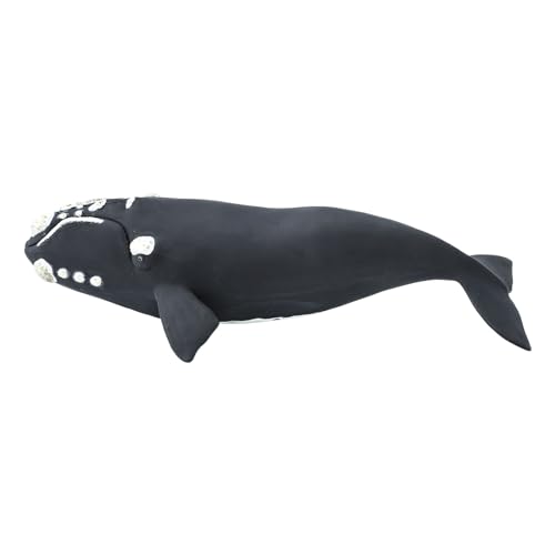 Safari Ltd Right Whale
