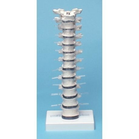 Erler Zimmer, modello anatomico di colonna vertebrale toracica, su stand 4060