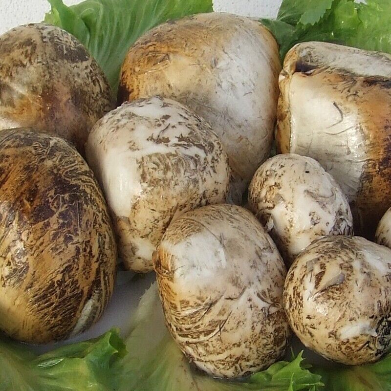 Bocconcini affumicati di Bufala - Offerta 3 Kg