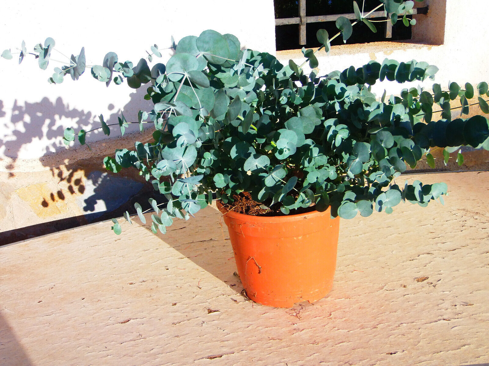 Gomma da sidro Eucalipto (Eucalyptus gunnii), Gomma da sidro Un bellissimo...