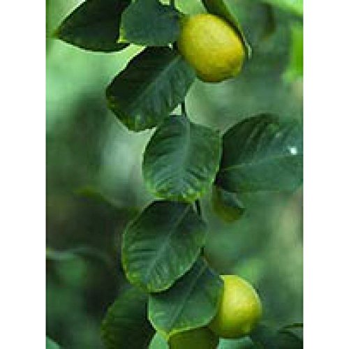 Msa Citrus Limonum 50Ml