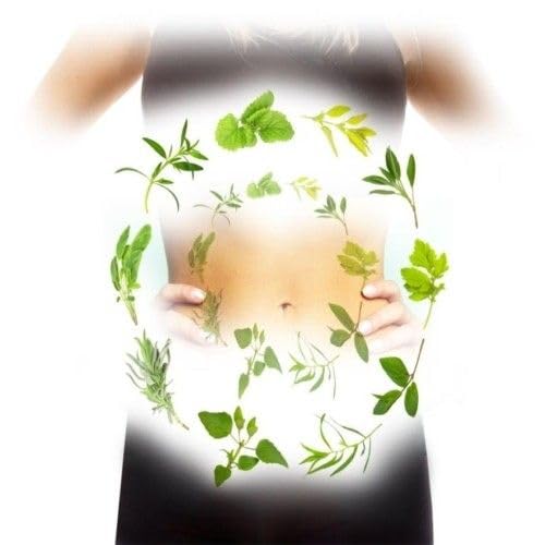 Regolatore Di Fitox E Stimolante Naturale Epatico E Digestivo
