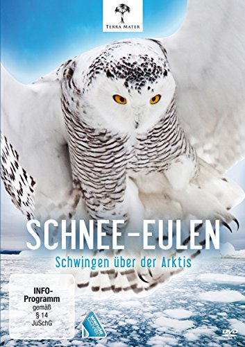 Schnee-Eulen - Schwingen Über Der Arktis
