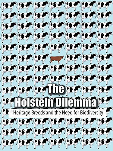 Holstein Dilemma