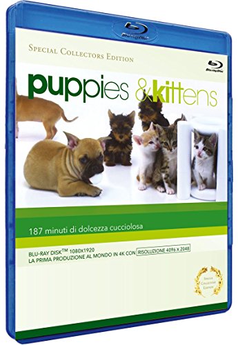 Puppies & Kittens