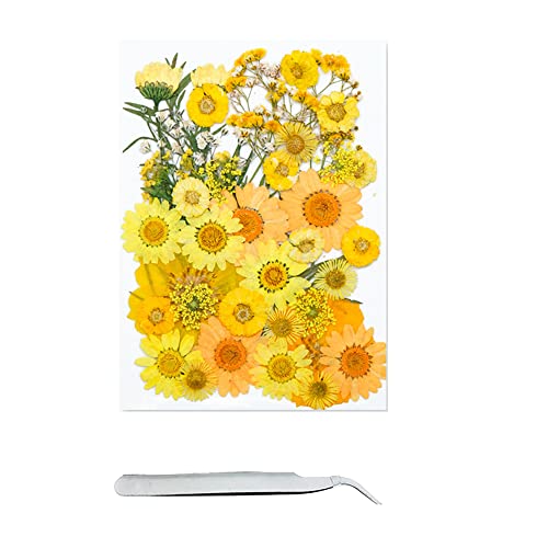 Cayway 40 Pezzi Naturali Pressati Fiori Pressati Secchi, 11 Stile Fiori Secchi Naturale Fiori Secchi Per Resina, Fiori Pressati Secchi Per Candele Fai
