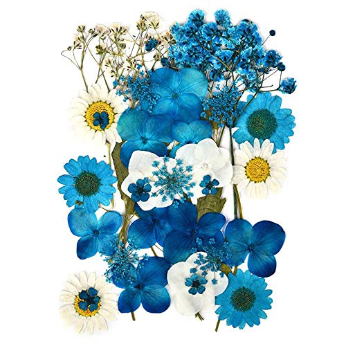 Pressati Fiori Secchi Reali Per Decorazioni Resina Fiori Pressati Naturali Per Floreali Collezione Regalo E Scrapbook Craft Decorazione Della Cassa De