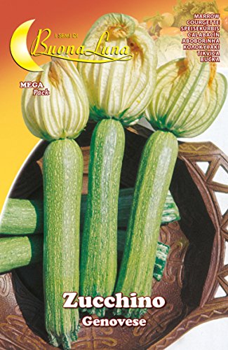 Semi Orto Zucchino Genovese 10 Pz