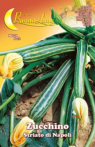Semi Orto Zucchino Striato Napoli