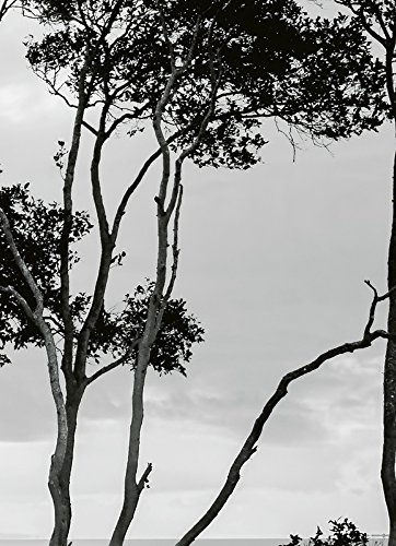 Wizard + Genius 5095 – 2 V Di 1 Foto Carta Da Alberi In The Still Water