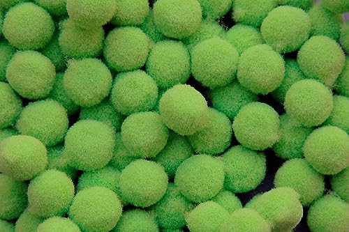 100 Pom Pon 10 Mm Di Colore Verde Pompon Ponpon Decorazioni Pom Pom Verdi Bomboniere