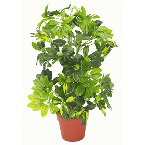 Leaf Schefflera Arboricola Artificiale (Pianta Ombrello), In Vaso Di Plastica Nero, Capella Oro, 75 Cm