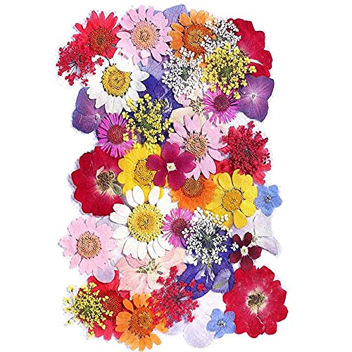 Cenpek Fiori Secchi Pressati Fiori Secchi Naturali Fiori Pressati Veri Fiori Secchi Colorati Per Gioielli In Resina Nail Art Fai Da Te (Primavera)