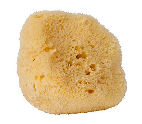 Croll & Denecke L100 - Spugna Naturale A Pori Sottili, Levantina Dal Mar Mediterraneo, Per La Cura Del Viso, Dimensioni: 10 Cm