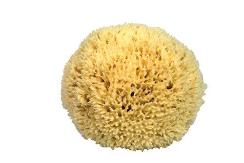 Croll & Denecke P250 - Spugna Naturale Del Mediterraneo, Altissima Qualità, Dimensioni 25 Cm