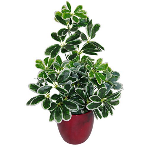 Leaf Schefflera Arboricola Artificiale (Pianta Ombrello), In Vaso Di Plastica Nero, Pianta Chiara, 55 Cm