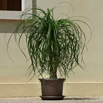 Lhicum Geo Pot - Vaso Rotondo In Plastica Per Giardino