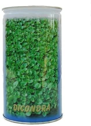 Prato Dichondra Repens 50% Barattolo Da 453Gr. Sgaravatti