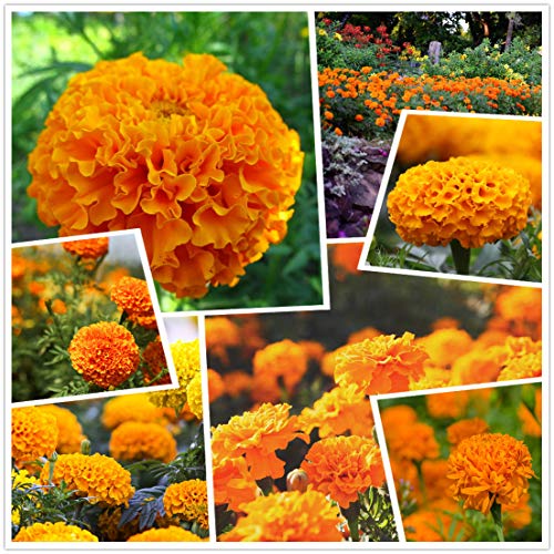 Calendula F1 Hybrid Yellow And Orange Vanilla Flower 2000+ Semi (Arancione)