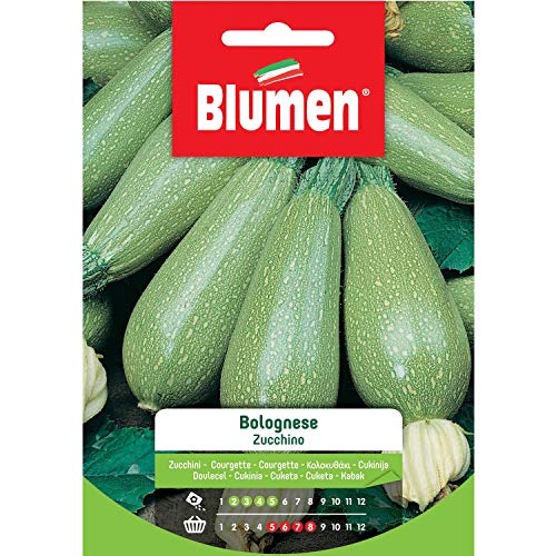Blumen Sementi Zucchino Bolognese