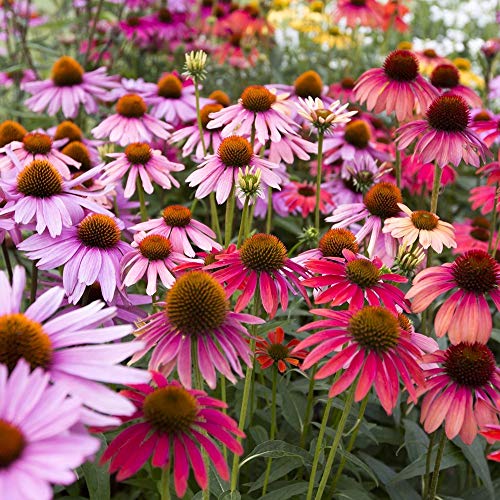 Coneflower Semi Misti - Echinacea