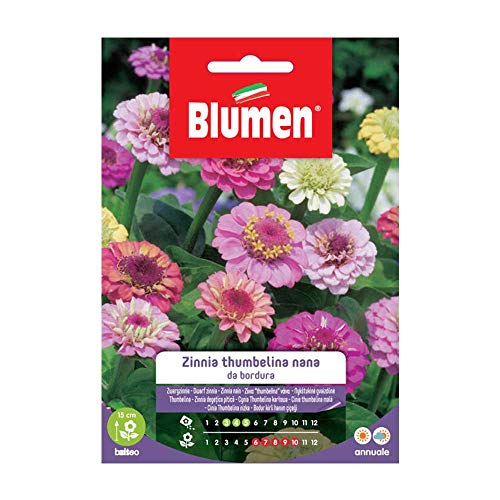 Zinnia Thumbelina Nana Bord