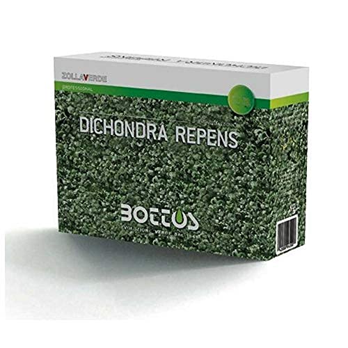 Sementi Per Prato Di Dicondra Repens - 100 G