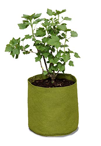 Haxnicks Vig080101 Vigo Vasi, Verde, 18 X 18 X 20 Cm