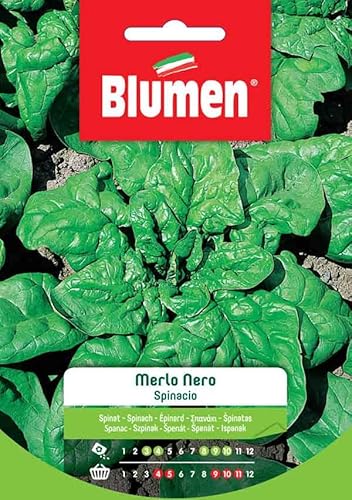 Semi Spinacio Merlo Nero Blumen Sementi Orto