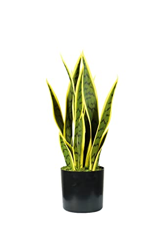 Pianta Sansevieria H. 45 Cm 12 Foglie Verde