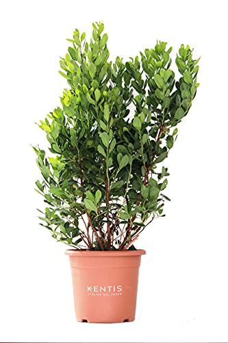 Kentis - Arbutus Unedo Corbezzolo - Piante Da Esterno Vere - Pianta Da Giardino - Albero Da Frutto - H 80/100 Cm Vaso Ø 24 Cm