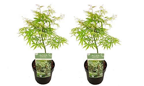 Plant In A Box - Acer Palmatum 'Ukigumo' - Set Di 2 - Acero Giapponese Resistente All'Inverno - Foglie Verdi - Vaso 19Cm - Altezza 50-60Cm