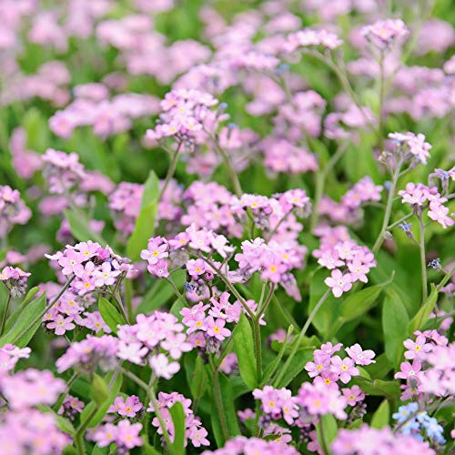 Pink Forget-Me-Non Semi - Myosotis Alpestris