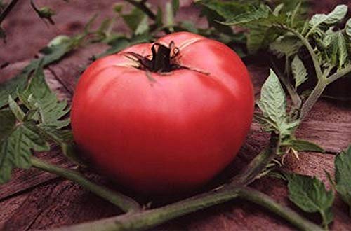 Plat Firm Germinazione Dei Semi: 50 - Semi: Rose De Berne Pomodoro - Dolce, Profondo, Ricco Sapore Di Pomodoro! Colore Rosa-Rosa. !!!!!