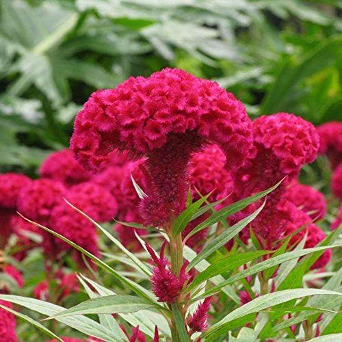 Mescola I Semi Colorati Cresta Di Cresta Di Celosia Semi 100+ Giardino Facile Da Coltivare Fiore Aperto Semi Impollinati Per L'Iarda Domestica E La Pi