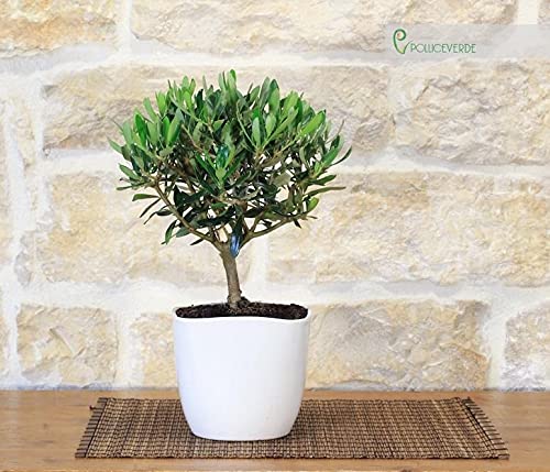 Bonsai Di Olivo In Vaso Quadrato