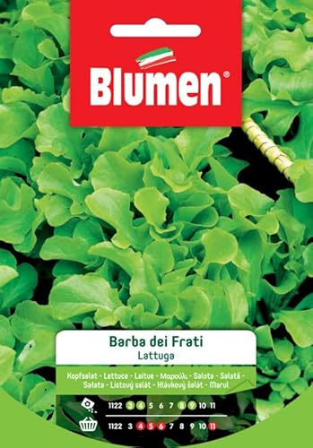 Lattuga Barba Dei Frati Blumen Sementi Orto