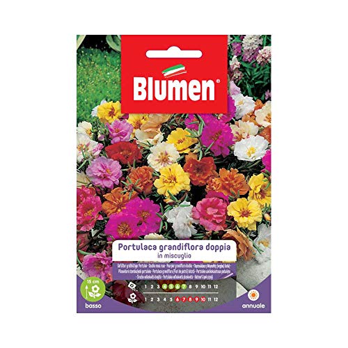 Semi Portulaca Grandiflora Doppia Blumen Sementi Fiori