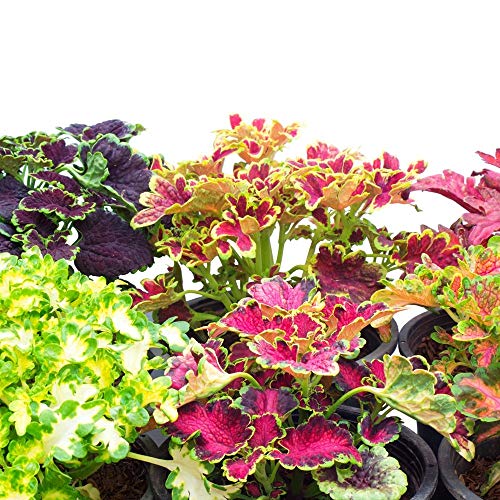 Fiamma Semi Di Nettle - Coleus Blumei