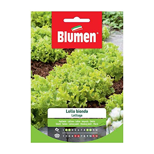 Semi Lattuga Lollo Bionda Blumen Sementi Orto