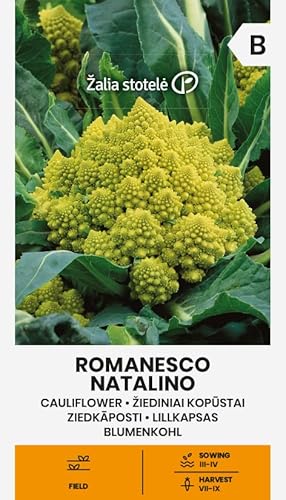 Zalia Stotele | Cavolfiore - Romanesco Natalino H Semi | Semi Di Ortaggi | Semi Di Cavolfiore | Semi Di Piante | Semi Da Giardino | 1 Pacchetto