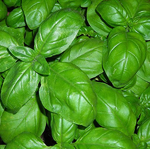 Basilico Genovese 270 Semi Foglia Larga Pesto Ligure Basil Pianta Erba Aromatica