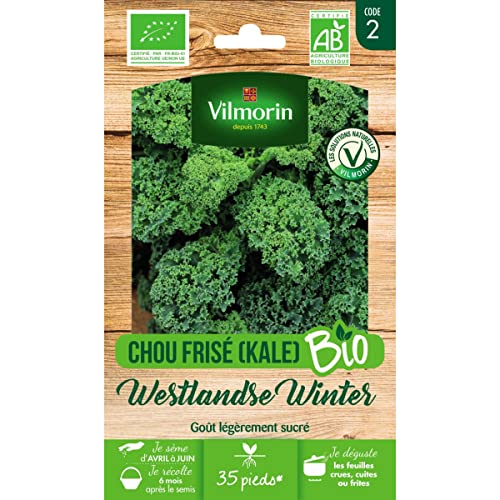 Vilmorin - Pacchetto Di Semi Biologico Westlandse Winter Kale (Kale) - Brassica Oleracea Var. Sabellica