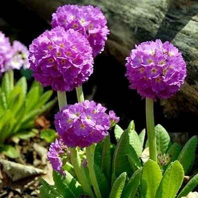Semi Di Primrose - Primula Denticulata