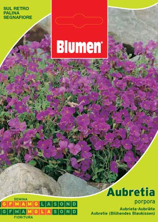 Sementi Di Aubretia Porpora Giardino Semi Seeds Fiori Aiuole Blumen
