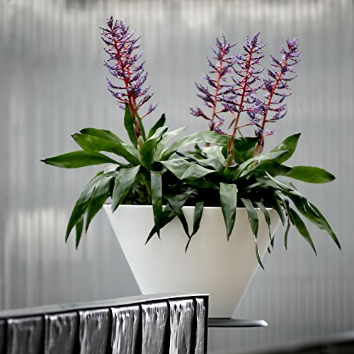 Hydroflora 63002400 Vaso A Ciotola Elegante Nicoli Chiron, Diametro 50, Altezza 29 Cm