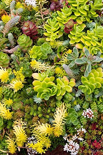 Semi Di Stonecrop Mescolati - Sedum Sp.